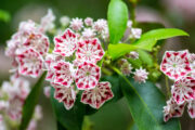 Foto: iStock