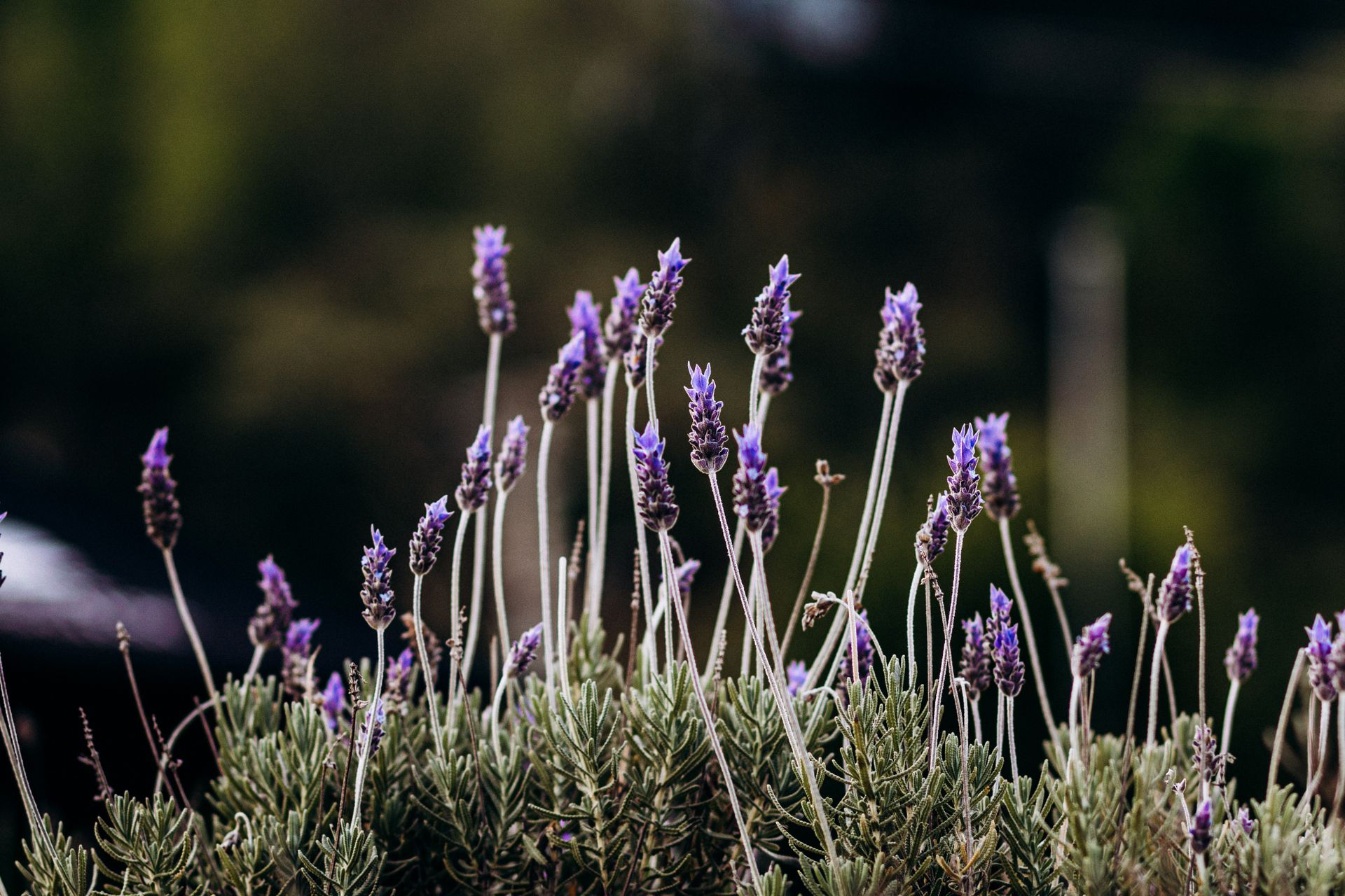 FOTO: Pexels