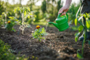 FOTO: iStock