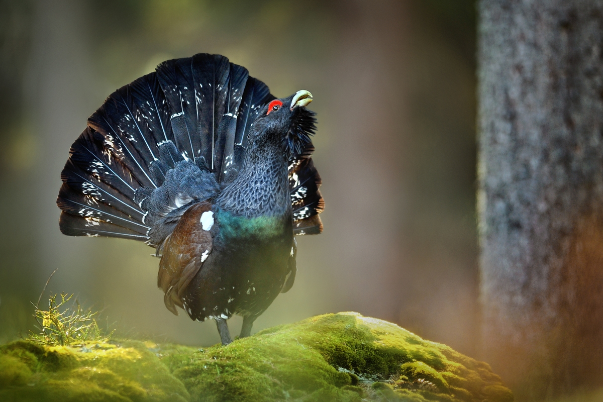 Tetrijeb / Foto iStock