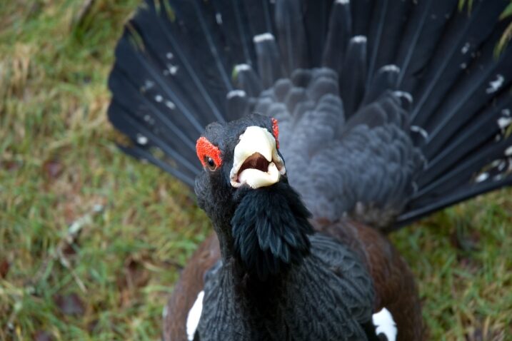 Tetrijeb / Foto iStock