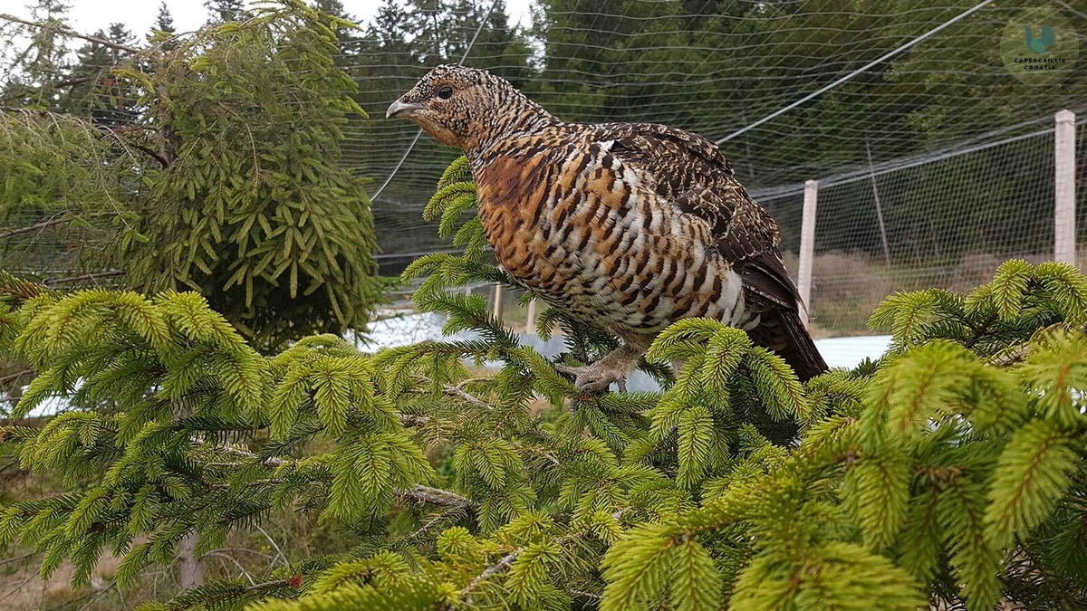 Tetrijeb