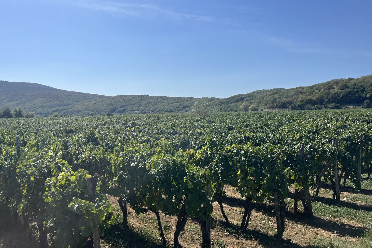 Vrbničko polje dobro je podnijelo veliku sušu / Foto Relja Paškvan