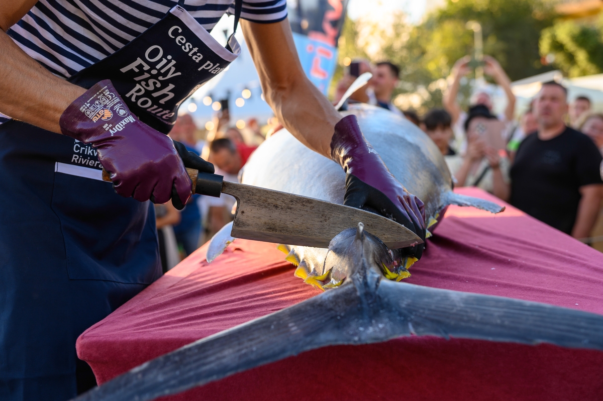 Njezino visočanstvo - tuna! / Foto Miroslav Matejčić