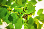 FOTO: iStock