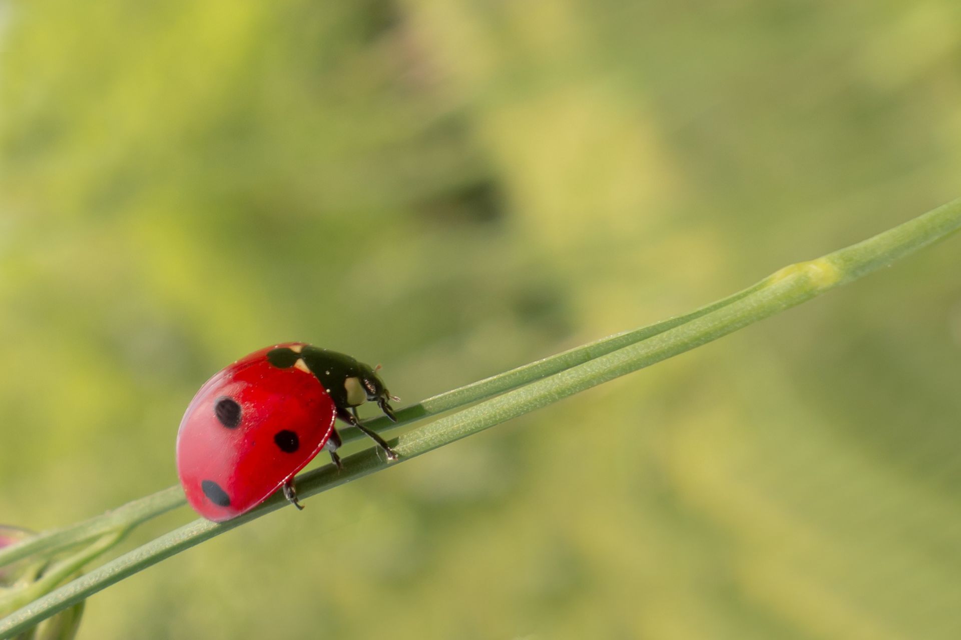FOTO: Pexels
