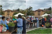 Velik interes građana za podjelu sadnica / Foto Rijeka plus