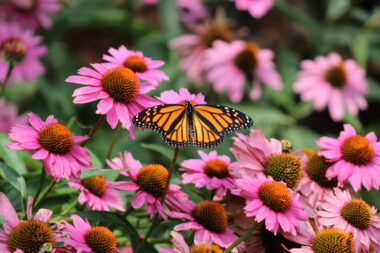 Foto: iStock