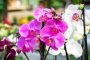 Foto: iStock