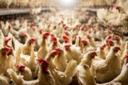iStock
