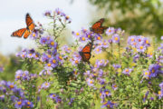 Foto: iStock
