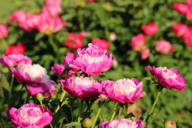 Foto: iStock