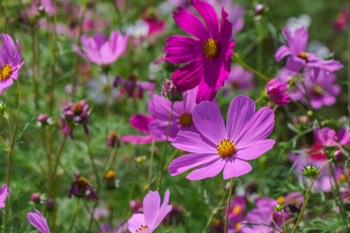 Foto: iStock