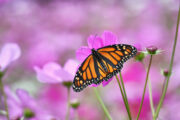 Foto: iStock
