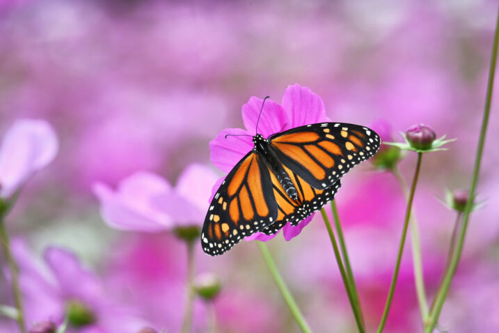 Foto: iStock