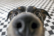 iStock