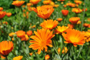 Foto: iStock