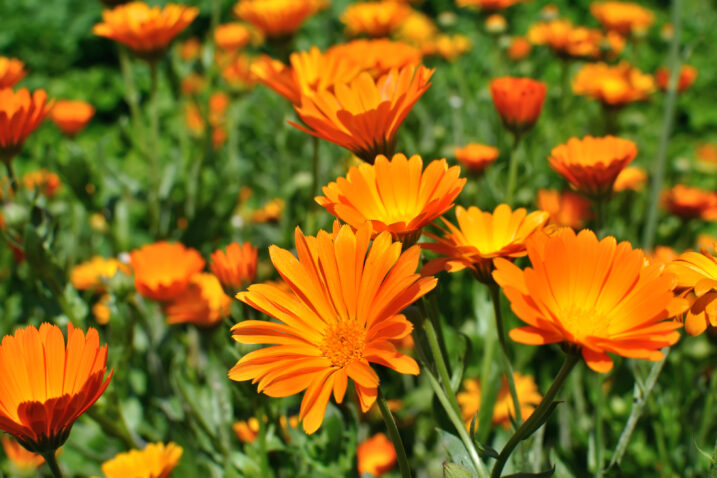 Foto: iStock