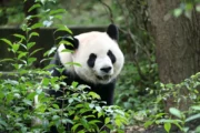 Panda Ping Ping / Foto Chengdu Research Base of Giant Panda Breeding
