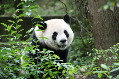 Panda Ping Ping / Foto Chengdu Research Base of Giant Panda Breeding