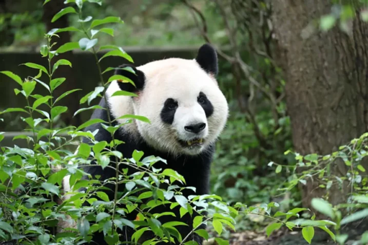 Panda Ping Ping / Foto Chengdu Research Base of Giant Panda Breeding