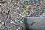 Tri vrste gmazova koji prema rezultatima istraživanja obitavaju na Učki / Foto Park prirode Učka