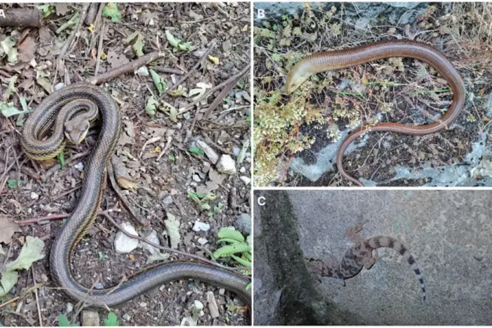 Tri vrste gmazova koji prema rezultatima istraživanja obitavaju na Učki / Foto Park prirode Učka