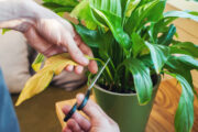 FOTO: iStock