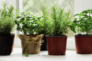 FOTO: iStock