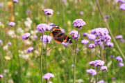 Foto: iStock