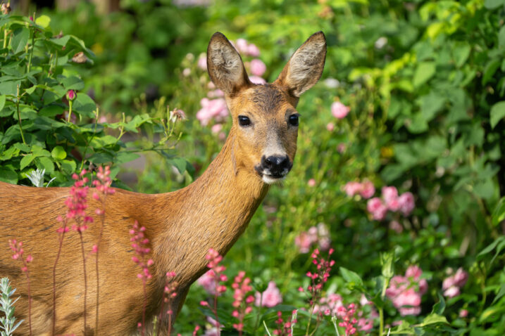 Foto: iStock