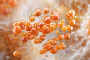 iStock