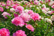 Foto: iStock