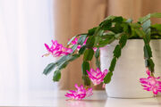Foto: iStock