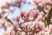 Foto: iStock