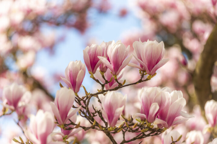 Foto: iStock