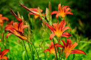 Foto: iStock