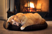 Foto: iStock