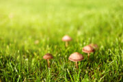 Foto: iStock