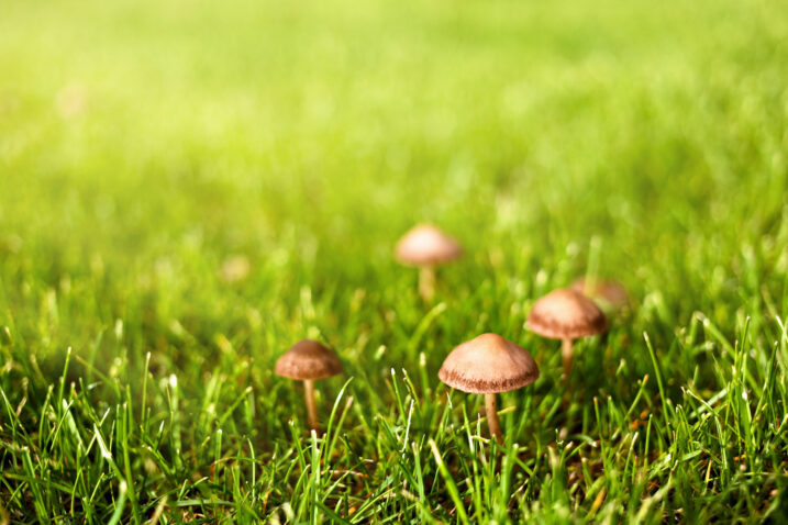 Foto: iStock