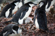 Foto: iStock