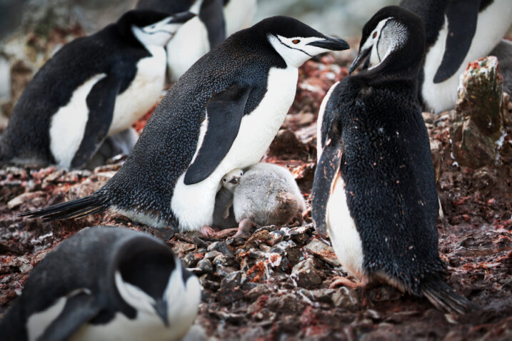 Foto: iStock