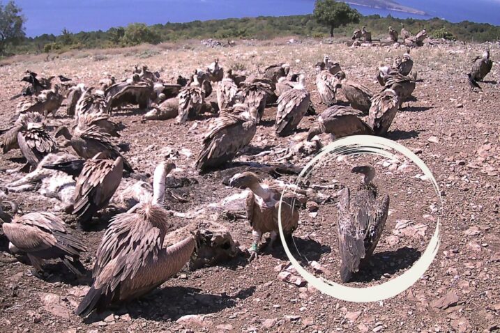 Pjegavi sup među bjeloglavim supovima na Kvarneru / Foto Facebook Beli Visitor Centre and Rescue Centre for Friffon Vultures