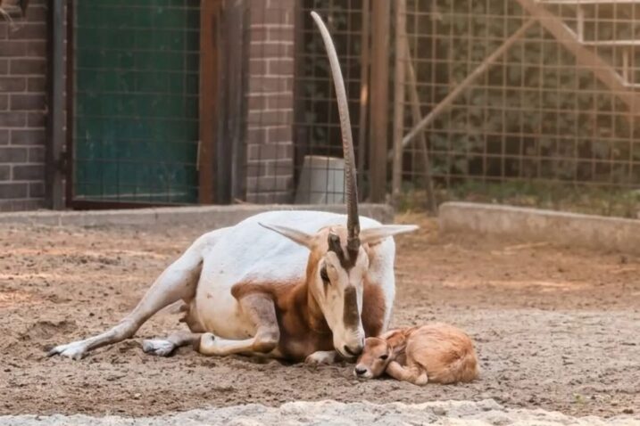 Foto ZOO Zagreb
